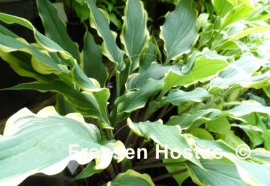 Hosta Kinky Boots