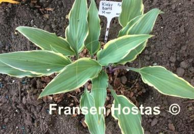 Hosta Kinky Boots