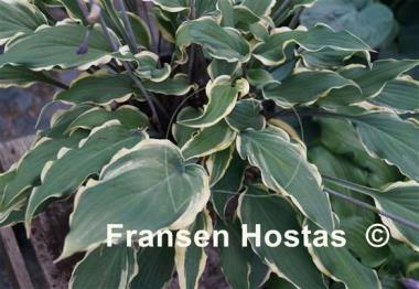 Hosta Kinky Boots