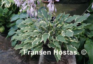 Hosta Kinky Boots