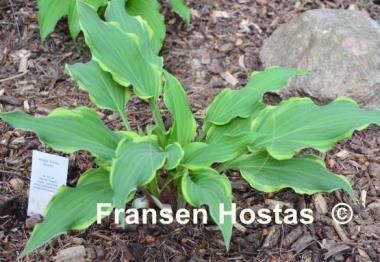 Hosta Kinky Boots