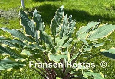 Hosta Kinky Boots