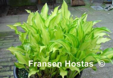 Hosta Kisuji