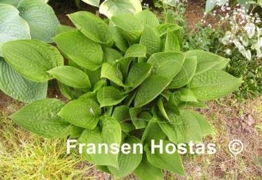 Hosta Kiwi Black Magic
