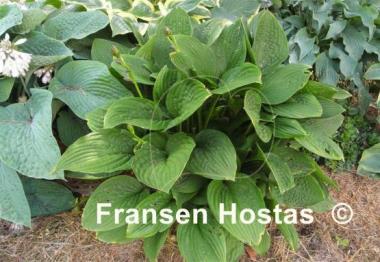 Hosta Kiwi Black Magic