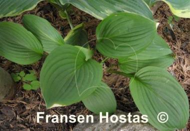 Hosta Kiwi Black Magic