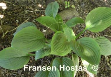 Hosta Kiwi Black Magic