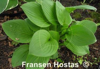 Hosta Kiwi Black Magic