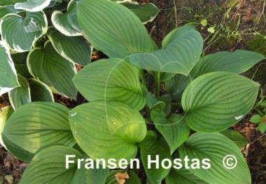 Hosta Kiwi Black Magic