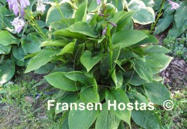Hosta Kiwi Black Magic