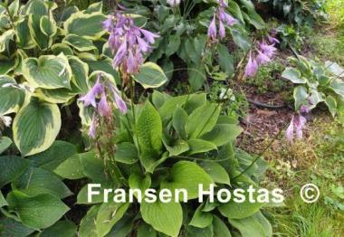 Hosta Kiwi Black Magic