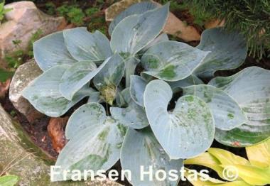 Hosta Kiwi Blue Baby