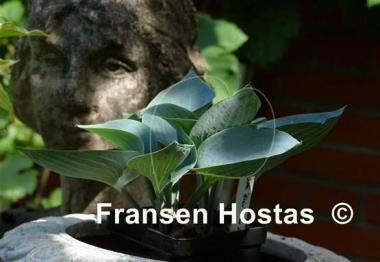Hosta Kiwi Blue Baby