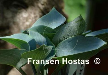 Hosta Kiwi Blue Baby
