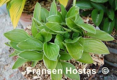Hosta Kiwi Cream Edge