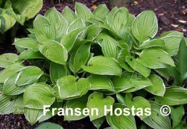 Hosta Kiwi Cream Edge