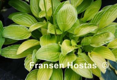 Hosta Kiwi Cream Edge