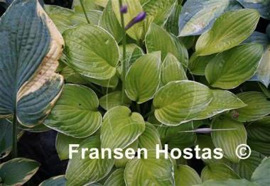Hosta Kiwi Cream Edge