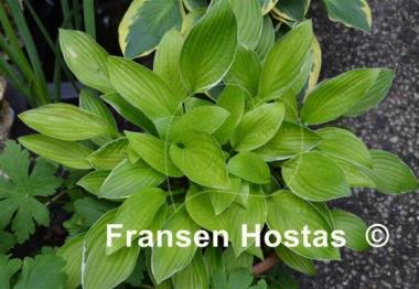 Hosta Kiwi Cream Edge