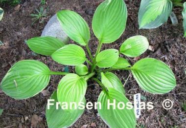 Hosta Kiwi Cream Edge