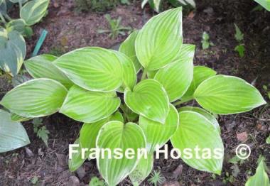 Hosta Kiwi Cream Edge