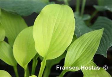 Hosta Kiwi Crinkles