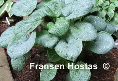 Hosta Kiwi Forest