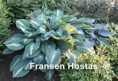 Hosta Kiwi Full Monty