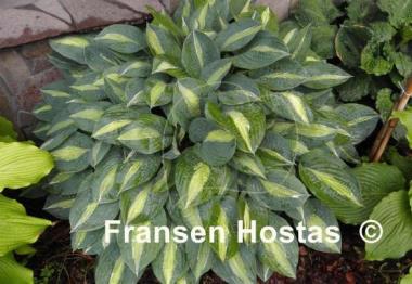 Hosta Kiwi Full Monty