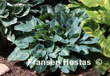 Hosta Kiwi Full Monty
