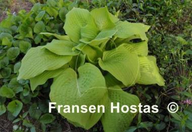 Hosta Kiwi Gold Rush
