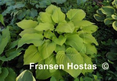 Hosta Kiwi Gold Rush