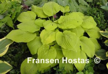Hosta Kiwi Gold Rush