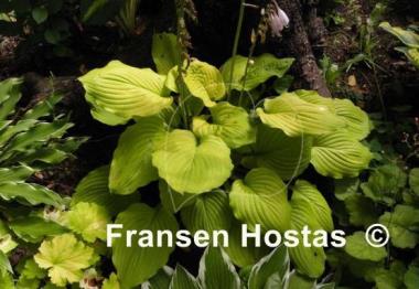 Hosta Kiwi Gold Rush
