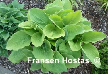 Hosta Kiwi Gold Rush