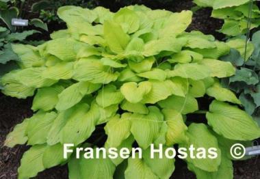 Hosta Kiwi Gold Rush
