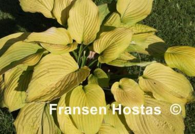 Hosta Kiwi Gold Rush