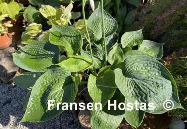 Hosta Kiwi Green Gourd
