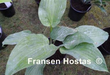 Hosta Kiwi Hippo
