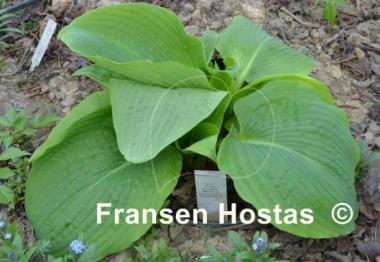 Hosta Kiwi Hippo