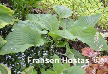 Hosta Kiwi Hippo