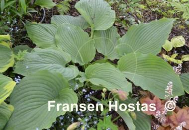 Hosta Kiwi Hippo