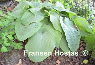 Hosta Kiwi Hippo