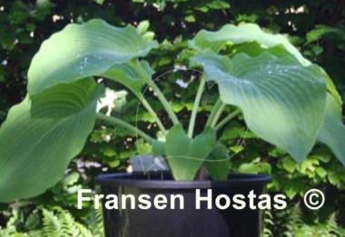 Hosta Kiwi Hippo