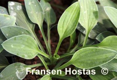 Hosta Kiwi Jordan