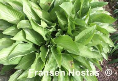 Hosta Kiwi Leap Frog
