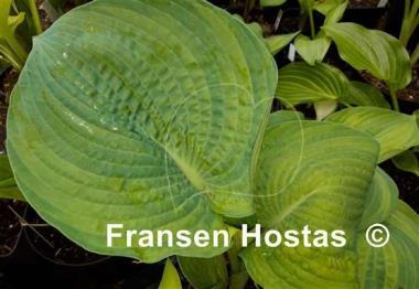 Hosta Kiwi Silver Cup