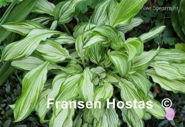 Hosta Kiwi Spearmint 