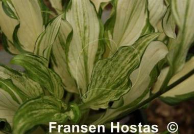 Hosta Kiwi Spearmint