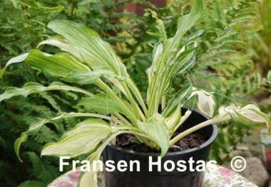 Hosta Kiwi Spearmint
